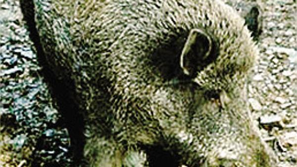 Si cercano soluzioni per arginarela diffusione di questi animali