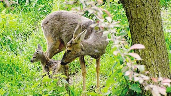 Il piccolo Bambi in compagnia di mamma Milù  nei pascoli di Pasturo