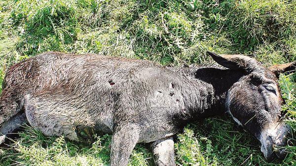 Uno degli asini che sono stati uccisi dall’orsoIl presidente di Coldiretti Alberto MarsettiUn’immagine dell’orso M25