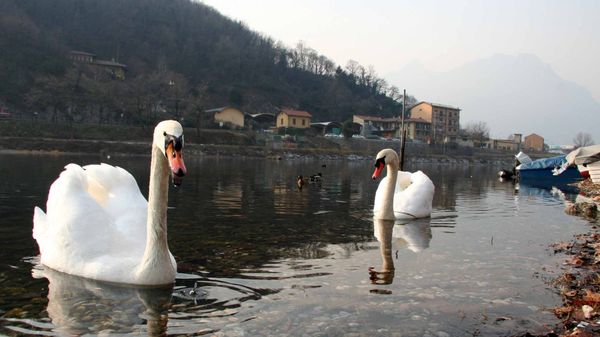 Cigni sul lago: è vietato dar loro da mangiare
