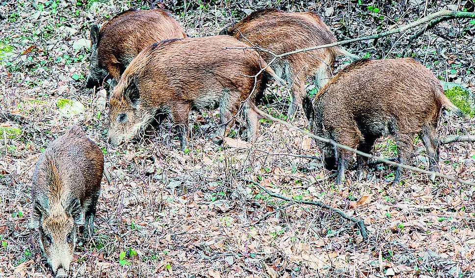 I danni causati dalla fauna selvatica sono sempre più ingenti I danni causati dalla fauna selvatica sono sempre più ingenti