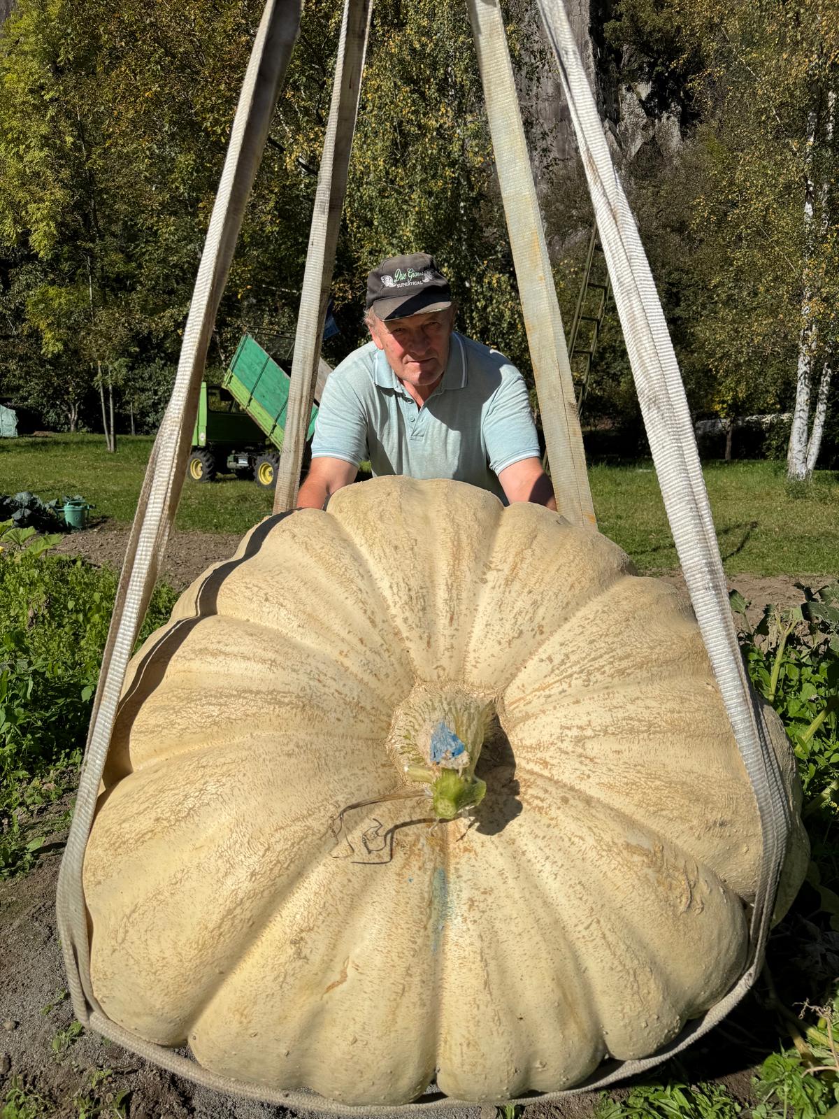 Semi Di Zucca Maiorca - Varietà Da Orto, Frutti Allungati 50-60 Cm, Per Coltivazione In Giardino