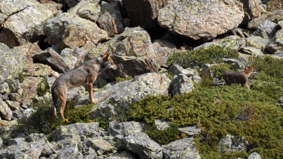 La lupa Ludovica di cui si è perso il segnale da radiocollare