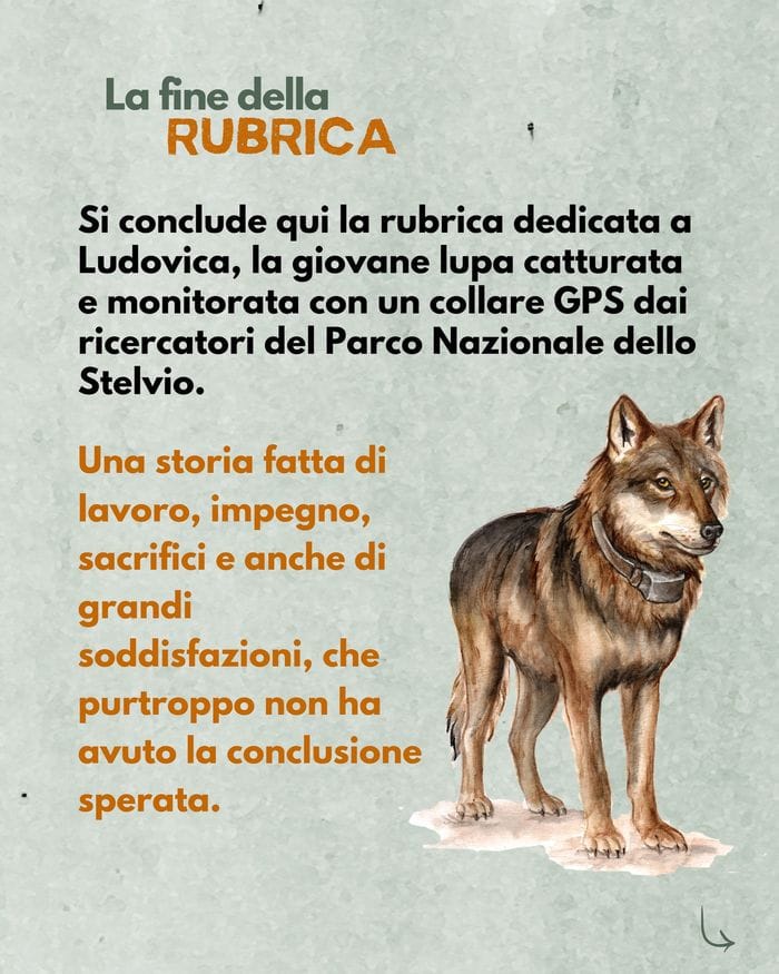 La lupa ritratta nella rubrica del Parco nazionale dello Stelvio e la posa del radiocollare al cervo