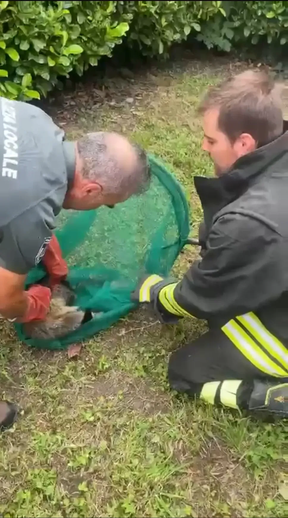 La marmotta catturata da Polizia provinciale e Vigili del fuoco il mattino di mercoledì 16 luglio nel giardino di una scuola primaria di Sondrio