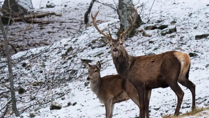 Cervi in amore: stop al traffico notturno in Val Fontana a Chiuro -  Cronaca, Chiuro
