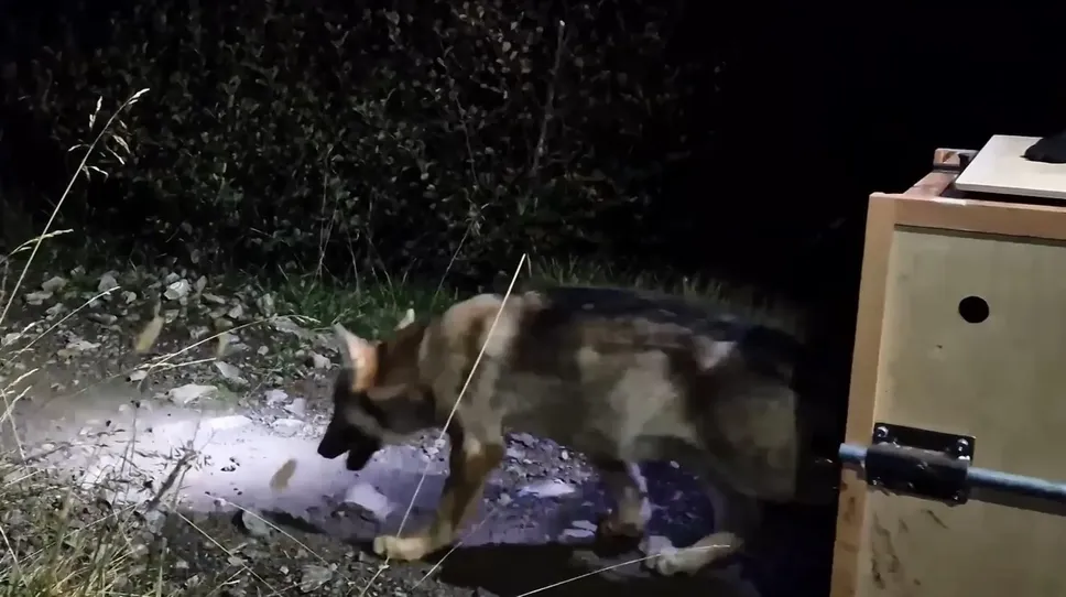 Il momento del rilascio del lupo nel parco dello Stelvio