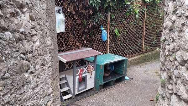 Mandello, guerra alla colonia felina: gatti spaventati e ciotole riempite di escrementi