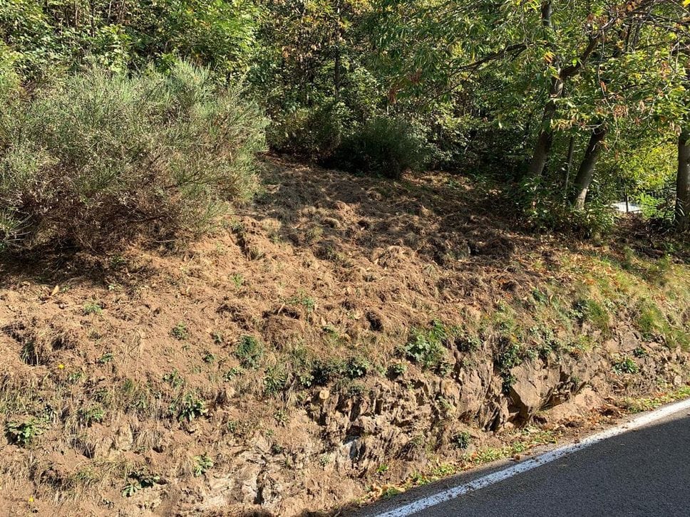 Cinghiali in Valsassina, prati devastati e animali vicino alle case