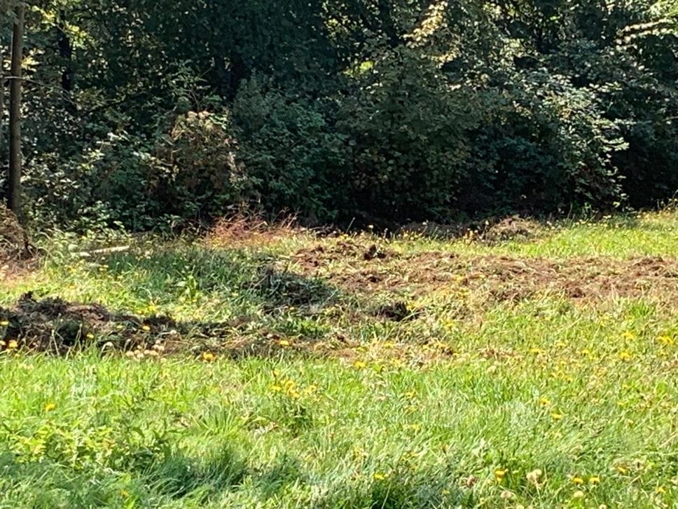 Cinghiali in Valsassina, prati devastati e animali vicino alle case