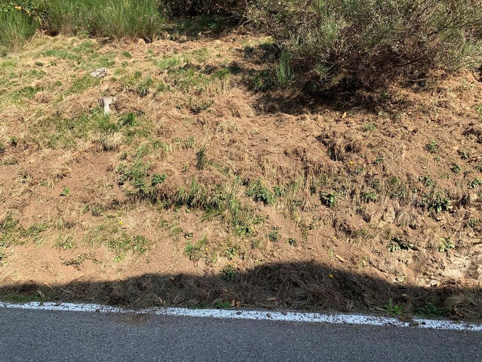 Cinghiali in Valsassina, prati devastati e animali vicino alle case