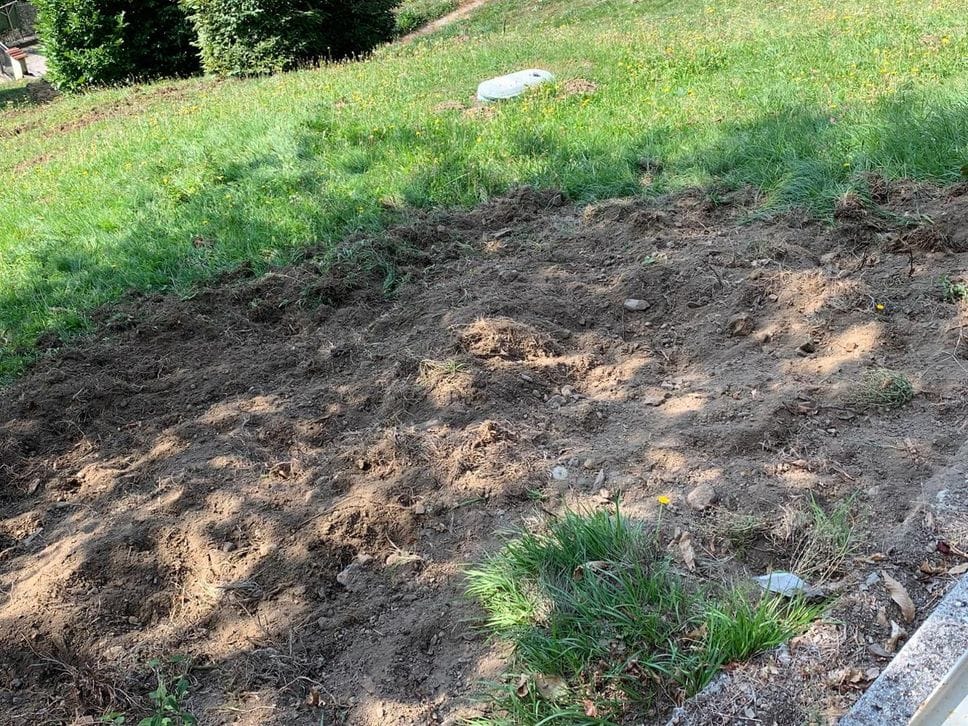 Cinghiali in Valsassina, prati devastati e animali vicino alle case