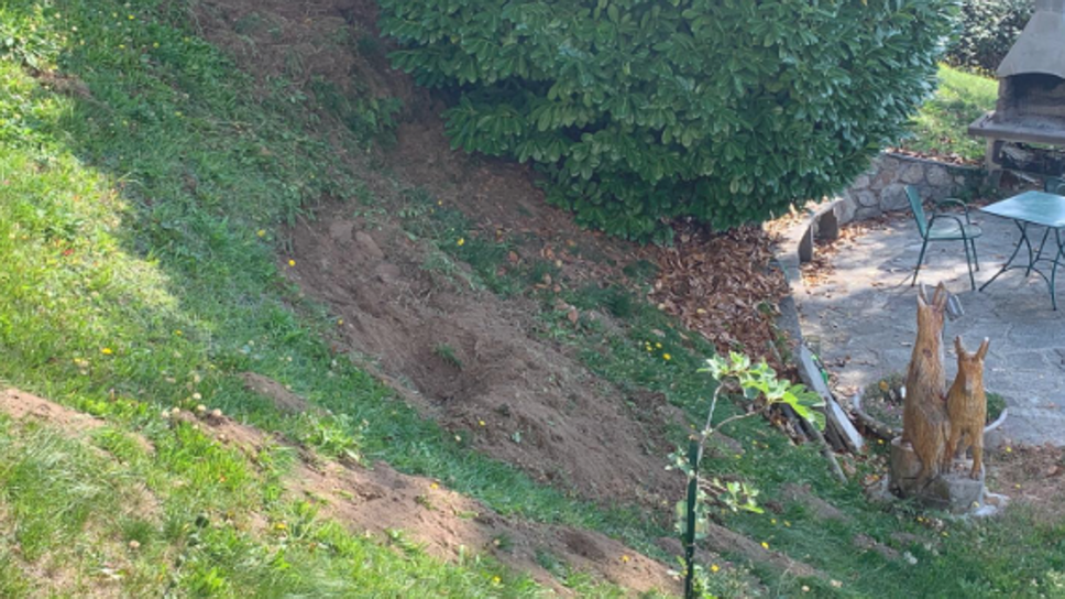 Cinghiali in Valsassina, prati devastati e animali vicino alle case