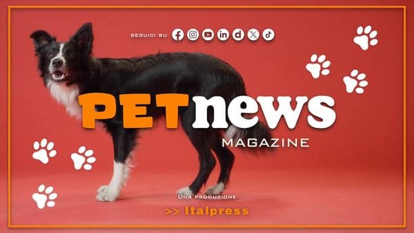 Immagine per italpress-PoKW