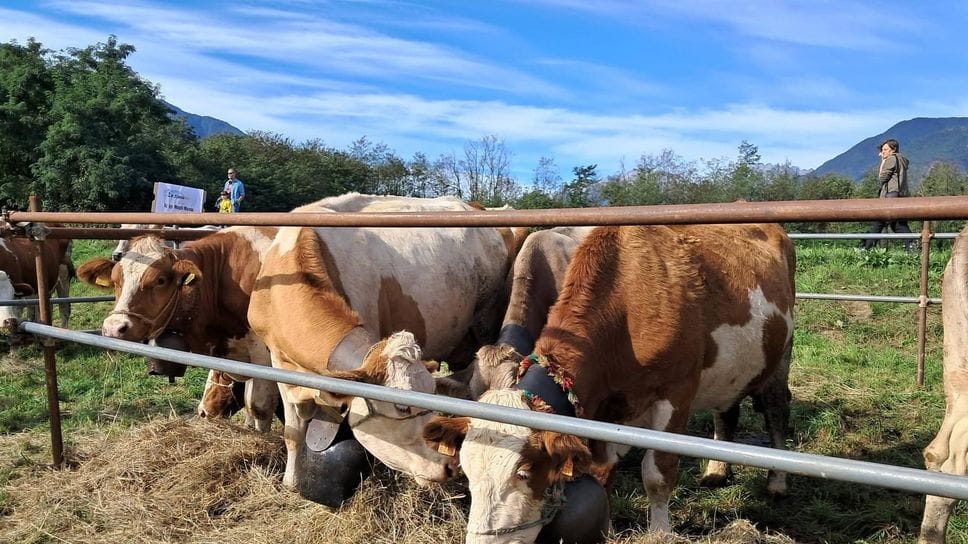 Albosaggia e Caiolo, Scargaàmuut da record: oltre 6mila presenze per la festa della transumanza