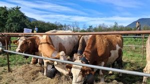 Albosaggia e Caiolo, Scargaàmuut da record: oltre 6mila presenze per la festa della transumanza