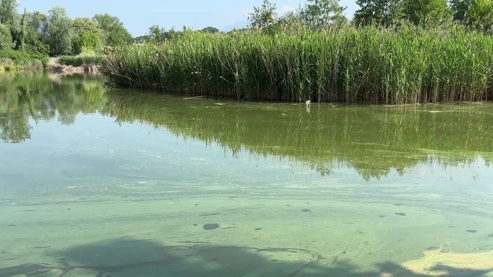 Lago di Sartirana: 405 mila euro per il canneto