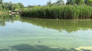 Lago di Sartirana: 405 mila euro per il canneto