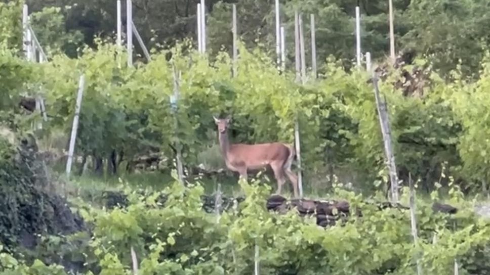 Incidenti con animali: 53 in un mese nel Sondriese
