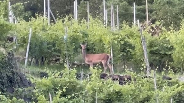 Incidenti con animali: 53 in un mese nel Sondriese