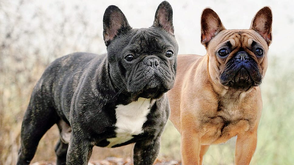 Cani, sempre più giovani ai corsi Ats: il patentino non interessa solo ai proprietari