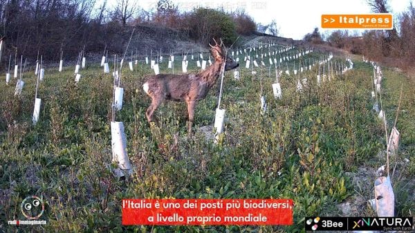 Immagine per italpress-wDNm
