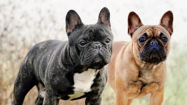Cani, a Calolziocorte due serate per parlare di prevenzione e primo soccorso