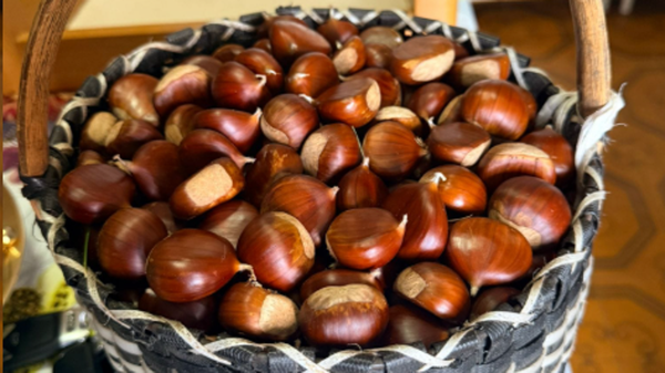 Castagne della Sila a Lecco, raccolta fondi per Telethon