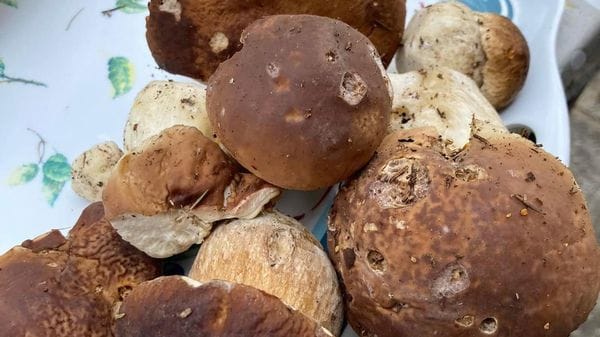 Funghi e tartufi, via libera in Regione: nuove regole e fondi