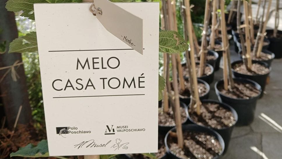 Poschiavo, Mela Casa Tomé mette radici: trenta nuovi alberi per salvare una rarità