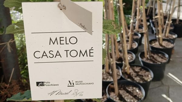 Poschiavo, Mela Casa Tomé mette radici: trenta nuovi alberi per salvare una rarità