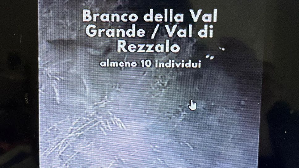 Un branco di dieci lupi tra Val Grande e Val di Rezzalo: «Nessun allarme»