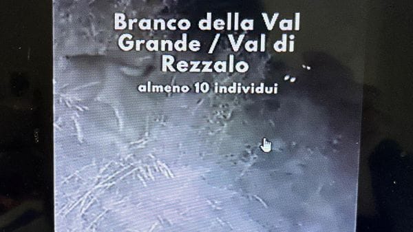 Un branco di dieci lupi tra Val Grande e Val di Rezzalo: «Nessun allarme»
