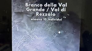 Un branco di dieci lupi tra Val Grande e Val di Rezzalo: «Nessun allarme»