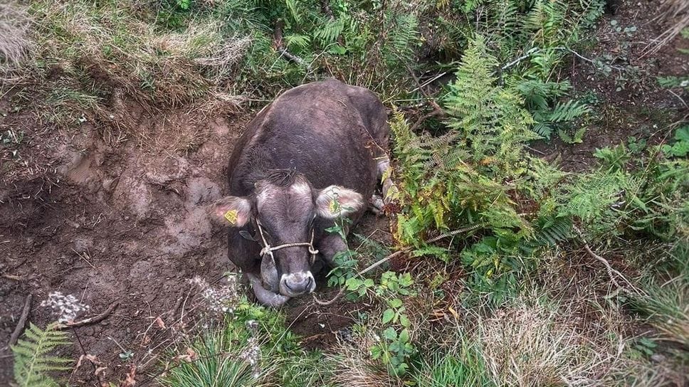 Moggio: mucca incinta recuperata in una voragine