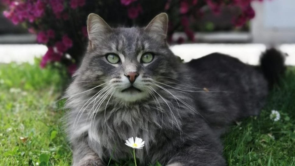 Rudy, il gatto ucciso a Novate