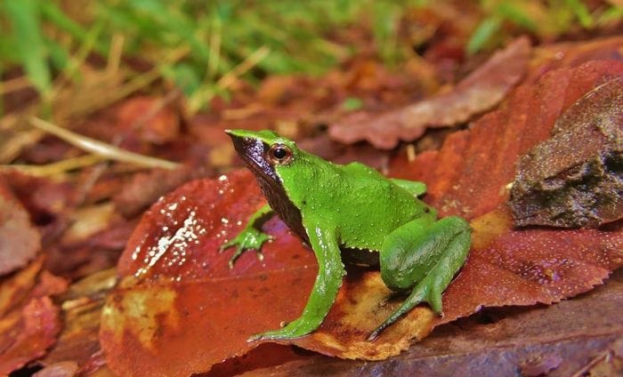 Il Cile conferma la tutela della rana di Darwin, a rischio di estinzione