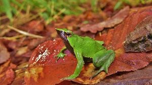 Il Cile conferma la tutela della rana di Darwin, a rischio di estinzione