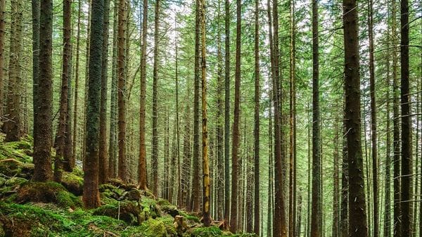 Le minacce alle foreste europee potrebbero raddoppiare entro il 2100