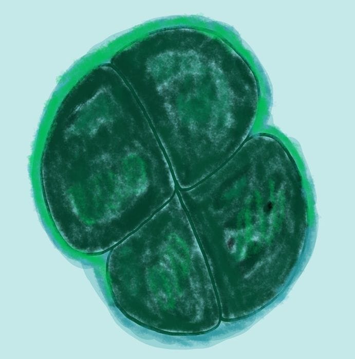 Così batteri possono viaggiare tra i pianeti