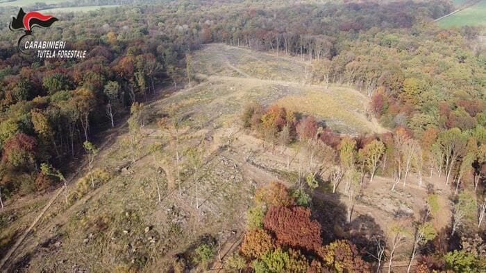 Bosco distrutto e legname rivenduto, danni per 37 ettari alle porte di Torino