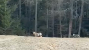Avvistamento di lupi in Alta Valle: il video impazza sui social