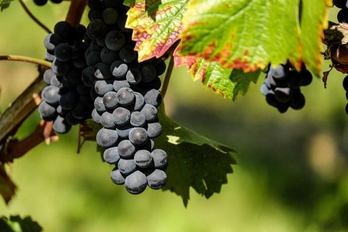 Il Dna dell'uva racconta 4mila anni di storia dei vini francesi 