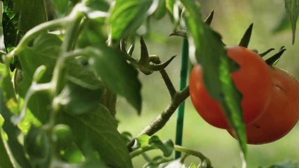 Immagine per italpress-KVvn