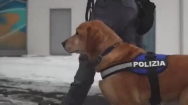 Lecco, Polizia Locale avrà unità cinofila contro degrado e spaccio