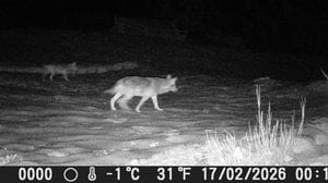 Premana, cresce la paura per i lupi: «Come ci difendiamo?»