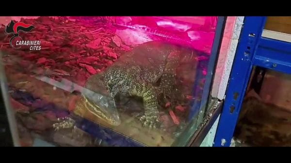 Immagine per italpress-m9j0