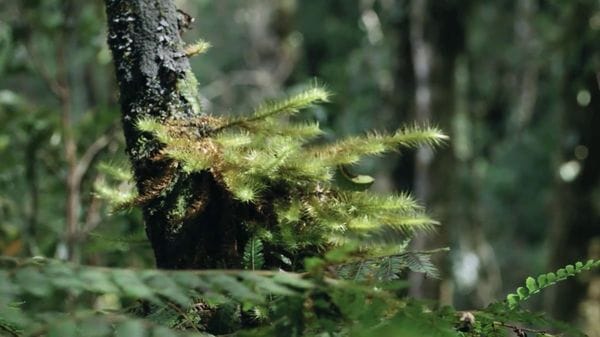 Immagine per italpress-O00g