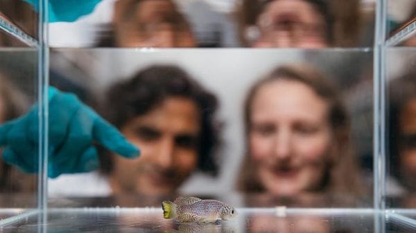 Nel comportamento degli animali la spia di come invecchieranno