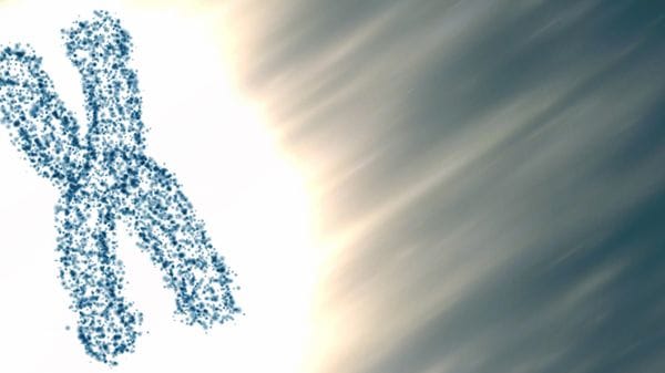 Nel cromosoma X umano la chiave degli incroci con i Neanderthal 